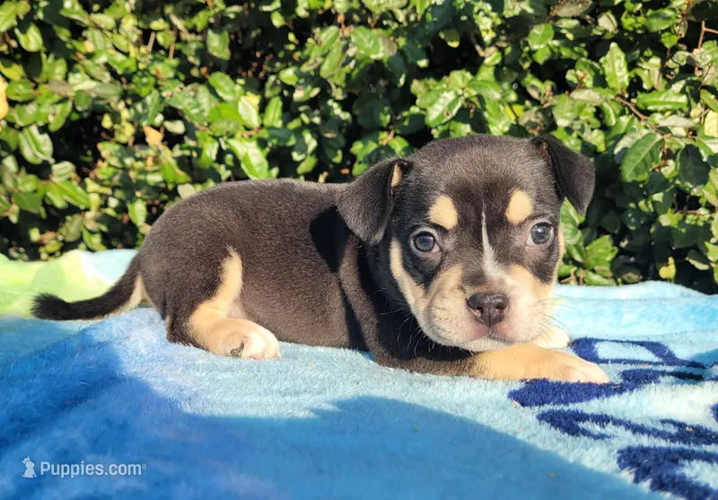 Jack Black Tri – American Bully puppy for sale in Brooksville, FL