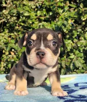 Jack Black Tri, a male American Bully for sale in Brooksville, FL – Photo 1 of 4