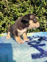 Jack Black Tri, a male American Bully for sale in Brooksville, FL – Photo 4 of 4