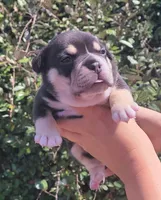 Jack Black Tri, a male American Bully for sale in Brooksville, FL – Photo 3 of 7