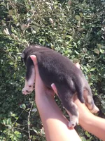 Jack Black Tri, a male American Bully for sale in Brooksville, FL – Photo 7 of 7