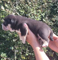 Jack Black Tri, a male American Bully for sale in Brooksville, FL – Photo 4 of 7