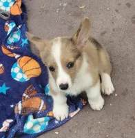 Red Merle male (Blue Eyes), a male Cardigan Welsh Corgi and Pembroke Welsh Corgi for sale in Brooksville, FL – 4 of 7
