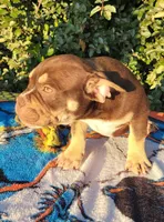 Carmen Chocolate tri , a male American Bully for sale in Brooksville, FL – 9 of 10