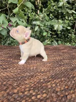 Jack Coco fawn Merle , a male French Bulldog for sale in Brooksville, FL – 8 of 10