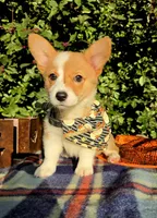Summer Red female , a female Pembroke Welsh Corgi for sale in Brooksville, FL – 3 of 10