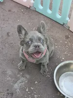 Jade Lilac tri Fluffy girl , a female French Bulldog for sale in Brooksville, FL – 5 of 6