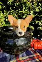 Summer Red female , a female Pembroke Welsh Corgi for sale in Brooksville, FL – 9 of 10
