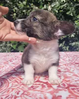 Brindle Male , a male Cardigan Welsh Corgi and Pembroke Welsh Corgi for sale in Brooksville, FL – 8 of 8