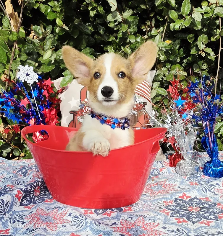 Red Merle male (Blue Eyes) – Cardigan Welsh Corgi, Pembroke Welsh Corgi puppy for sale in Brooksville, FL