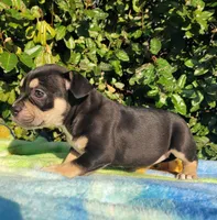 Raven Black tri , a female American Bully for sale in Brooksville, FL – Photo 4 of 7
