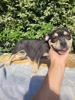 Raven Black tri , a female American Bully for sale in Brooksville, FL – 6 of 8