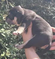 Raven Black tri , a female American Bully for sale in Brooksville, FL – Photo 3 of 7