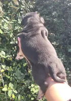 Raven Black tri , a female American Bully for sale in Brooksville, FL – Photo 7 of 7