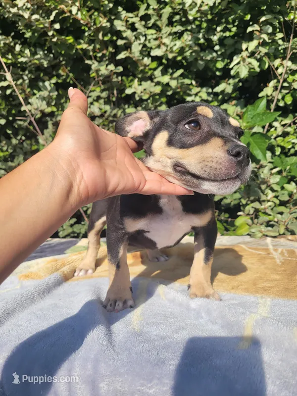 Raven Black tri  – American Bully puppy for sale in Brooksville, FL