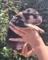 Raven Black tri , a female American Bully for sale in Brooksville, FL – Photo 5 of 7
