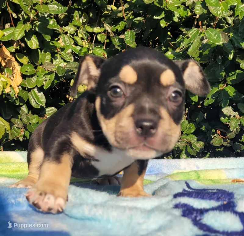 Raven Black tri  – American Bully puppy for sale in Brooksville, FL