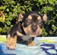 Raven Black tri , a female American Bully for sale in Brooksville, FL – Photo 1 of 7