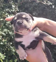 Raven Black tri , a female American Bully for sale in Brooksville, FL – Photo 4 of 7