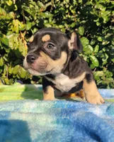 Raven Black tri , a female American Bully for sale in Brooksville, FL – Photo 3 of 7