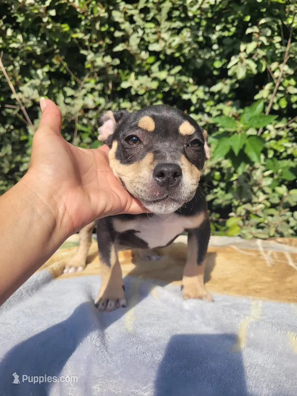 Raven Black tri  – American Bully puppy for sale in Brooksville, FL