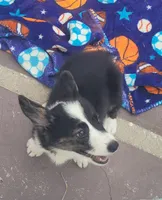 Black tri female #2 , a female Cardigan Welsh Corgi and Pembroke Welsh Corgi for sale in Brooksville, FL – 4 of 8