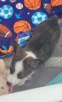 Brindle female , a female Cardigan Welsh Corgi and Pembroke Welsh Corgi for sale in Brooksville, FL – 3 of 9