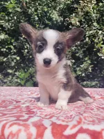 Brindle female , a female Cardigan Welsh Corgi and Pembroke Welsh Corgi for sale in Brooksville, FL – 1 of 8