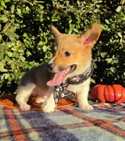 Sunny Red Sable male, a male Pembroke Welsh Corgi for sale in Brooksville, FL – 4 of 10