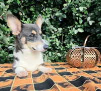 Ckc Bobby Blue tri , a male Pembroke Welsh Corgi for sale in Brooksville, FL – 7 of 8