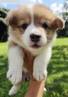 Sadie Red Longhair , a female Pembroke Welsh Corgi for sale in Brooksville, FL – 5 of 9