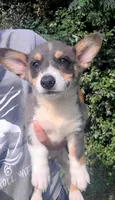 Bobby Blue tri , a male Pembroke Welsh Corgi for sale in Brooksville, FL – 7 of 10
