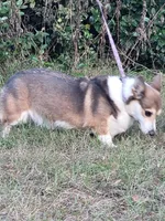 Maple blue sable , a female Pembroke Welsh Corgi for sale in Brooksville, FL – 7 of 9