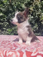 Brindle female , a female Cardigan Welsh Corgi and Pembroke Welsh Corgi for sale in Brooksville, FL – 8 of 8
