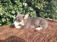 Bobby Blue tri , a male Pembroke Welsh Corgi for sale in Brooksville, FL – 3 of 10