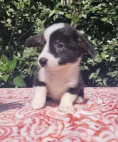 Black tri female #2 , a female Cardigan Welsh Corgi and Pembroke Welsh Corgi for sale in Brooksville, FL – 7 of 9