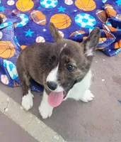 Brindle Male , a male Cardigan Welsh Corgi and Pembroke Welsh Corgi for sale in Brooksville, FL – 6 of 8