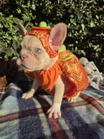Jack Coco fawn Merle , a male French Bulldog for sale in Brooksville, FL – 9 of 10