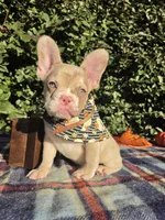 Diane Coco Isabella Merle girl , a female French Bulldog for sale in Brooksville, FL – 3 of 10