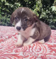 Brindle Male , a male Cardigan Welsh Corgi and Pembroke Welsh Corgi for sale in Brooksville, FL – 4 of 8