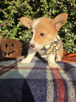 Summer Red female , a female Pembroke Welsh Corgi for sale in Brooksville, FL – 6 of 10
