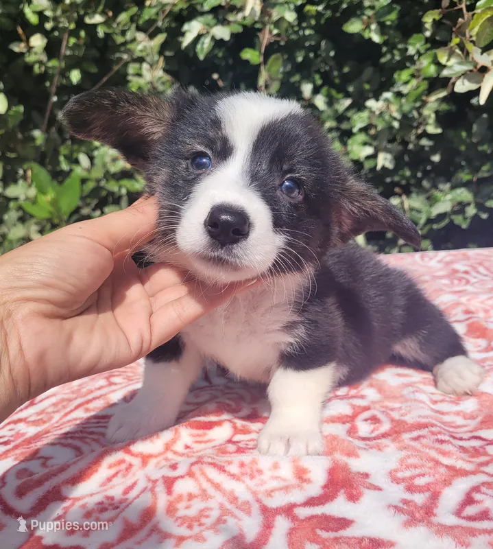 Black tri female #2  – Cardigan Welsh Corgi, Pembroke Welsh Corgi puppy for sale in Brooksville, FL