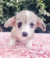 Merle male (Blue eye) , a male Cardigan Welsh Corgi and Pembroke Welsh Corgi for sale in Brooksville, FL – 7 of 7