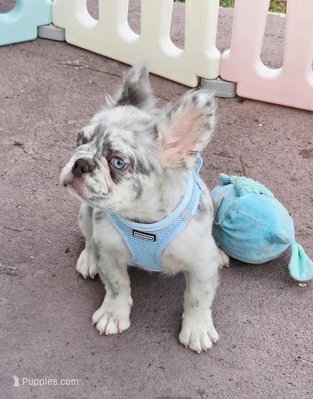 Polar bear Lilac Merle Fluffy  – French Bulldog puppy for sale in Brooksville, FL