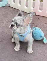 Polar bear Lilac Merle Fluffy , a male French Bulldog for sale in Brooksville, FL – 2 of 5