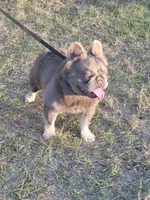 Polar bear Lilac Merle Fluffy , a male French Bulldog for sale in Brooksville, FL – 8 of 8