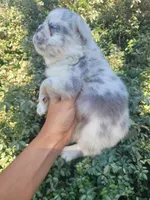 Polar bear Lilac Merle Fluffy , a male French Bulldog for sale in Brooksville, FL – 4 of 8