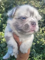 Polar bear Lilac Merle Fluffy , a male French Bulldog for sale in Brooksville, FL – 6 of 8