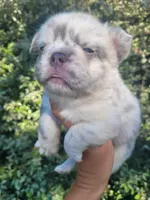 Polar bear Lilac Merle Fluffy , a male French Bulldog for sale in Brooksville, FL – 5 of 8