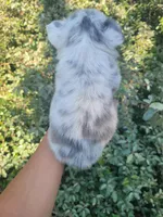 Polar bear Lilac Merle Fluffy , a male French Bulldog for sale in Brooksville, FL – 3 of 8